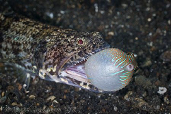 No, I don't want to come home for Dinner!  Lizardfish att... by Ross Gudgeon 